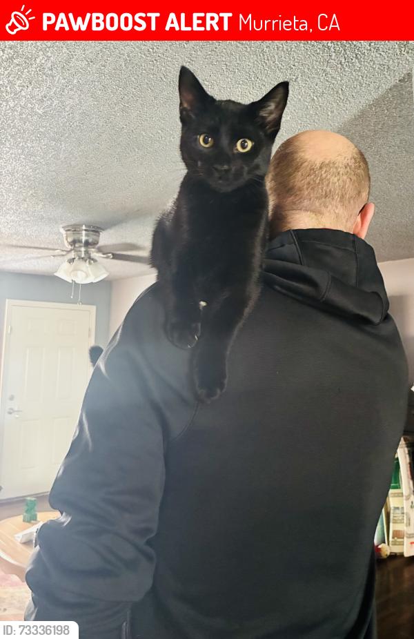 Lost Male Cat last seen Murrieta CA, Murrieta, CA 92562