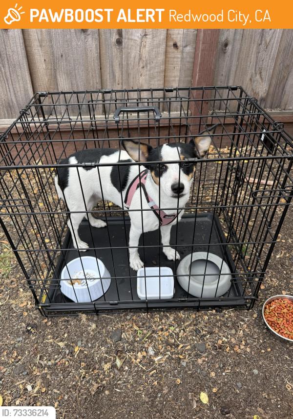 Found/Stray Unknown Dog last seen Harding and Brewster, Redwood City, CA 94062