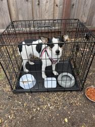 Found/Stray Unknown Dog last seen Harding and Brewster, Redwood City, CA 94062