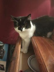 Lost Female Cat last seen Near 1st Ave, Spanaway, WA 98445