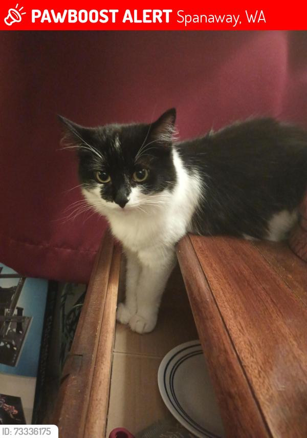 Lost Female Cat last seen Near 1st Ave, Spanaway, WA 98445