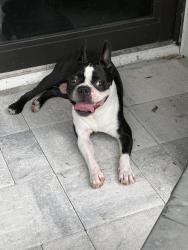 Found/Stray Male Dog last seen Avalon park, Alafaya, FL 32828