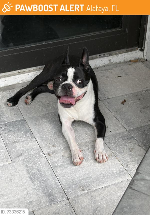 Found/Stray Male Dog last seen Avalon park, Alafaya, FL 32828