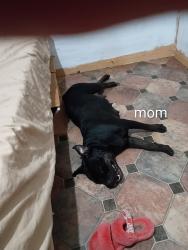 Lost Female Dog last seen 33rd st ,7th ave,8th ave, McKinley park area, Sacramento, CA 95817