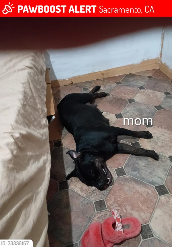 Lost Female Dog last seen 33rd st ,7th ave,8th ave, McKinley park area, Sacramento, CA 95817