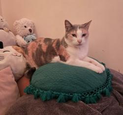 Lost Female Cat last seen Del Amo Mobile Home ests, Compton, CA 90220