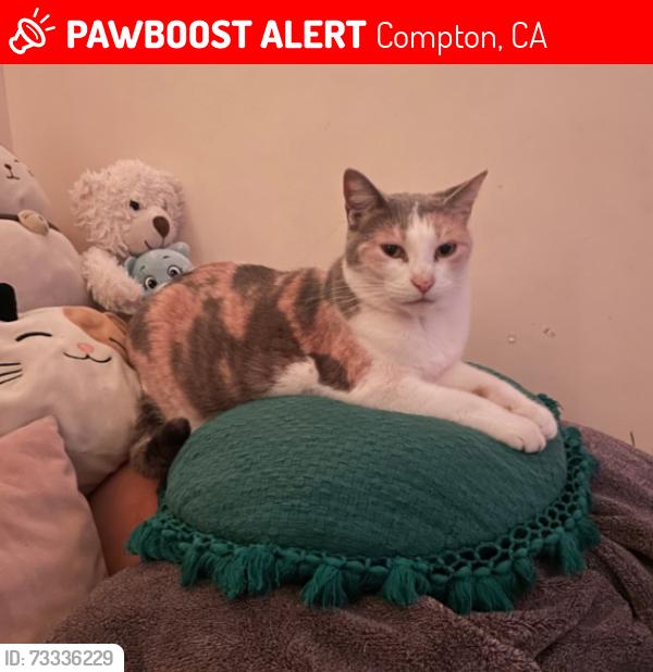 Lost Female Cat last seen Del Amo Mobile Home ests, Compton, CA 90220