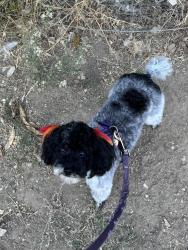Lost Female Dog last seen La Canada Way and Wheatland Ave, Los Angeles, CA 91040