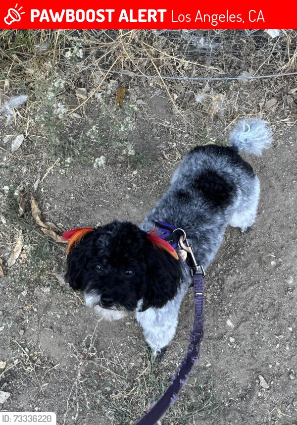 Lost Female Dog last seen La Canada Way and Wheatland Ave, Los Angeles, CA 91040