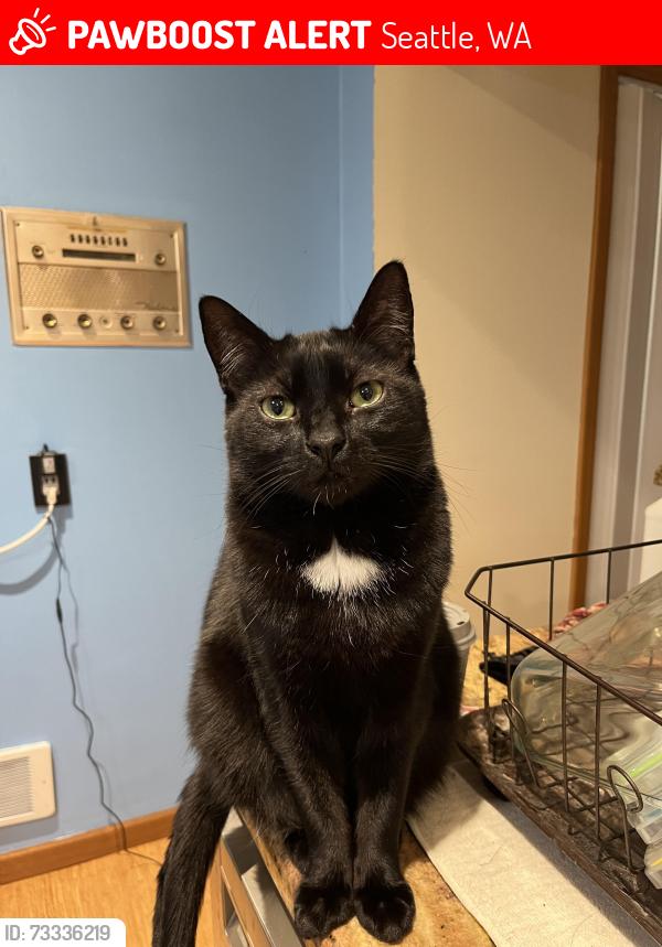 Lost Male Cat last seen On 17th Ave NE between 115th and 113th, Seattle, WA 98125