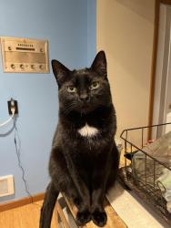 Lost Male Cat last seen On 17th Ave NE between 115th and 113th, Seattle, WA 98125