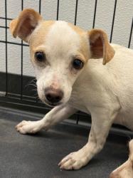 Shelter Stray Female Dog last seen Midwest City, 8485 E Reno Ave, Midwest City, OK 73110, USA