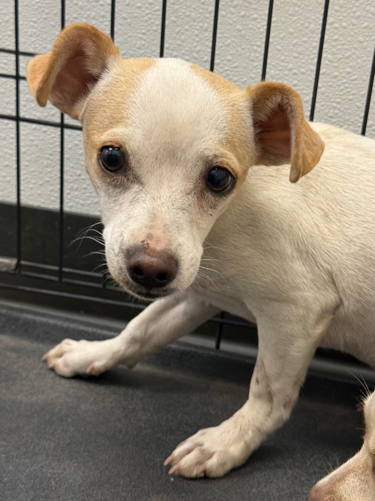 Shelter Stray Female Dog last seen Midwest City, 8485 E Reno Ave, Midwest City, OK 73110, USA