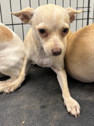 Shelter Stray Female Dog last seen Midwest City, 8485 E Reno Ave, Midwest City, OK 73110, USA