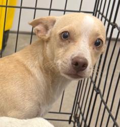 Shelter Stray Male Dog last seen Midwest City, 8485 E Reno Ave, Midwest City, OK 73110, USA