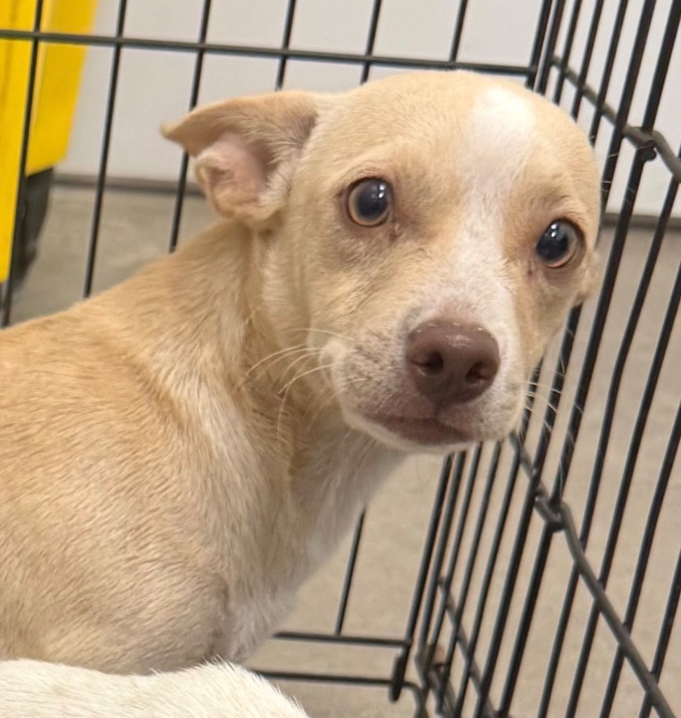 Shelter Stray Male Dog last seen Midwest City, 8485 E Reno Ave, Midwest City, OK 73110, USA