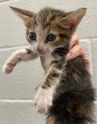 Shelter Stray Female Cat last seen Forest park, 8485 E Reno Ave, Midwest City, OK 73110, USA
