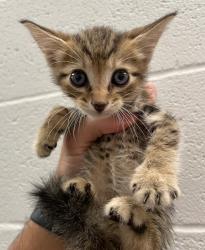 Shelter Stray Male Cat last seen Forest park, 8485 E Reno Ave, Midwest City, OK 73110, USA