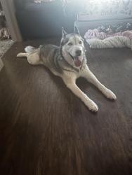 Reunited Male Dog last seen Debbie Lane - Villa di Lucca Apt, Mansfield, TX 76063