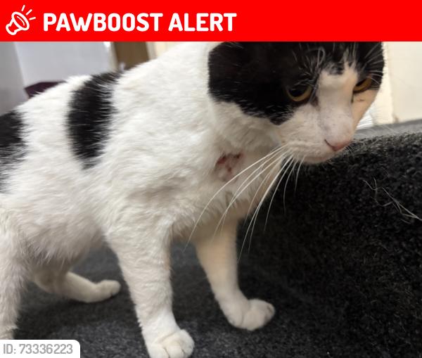 Lost Male Cat last seen M7 4TB, Greater Manchester, England M7 4TB