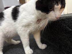 Lost Male Cat last seen M7 4TB, Greater Manchester, England M7 4TB