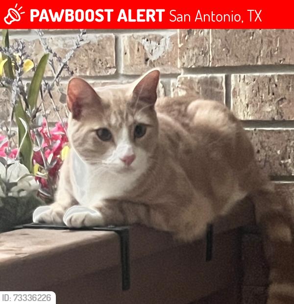 Lost Male Cat last seen The Montessori School, San Antonio, TX 78258