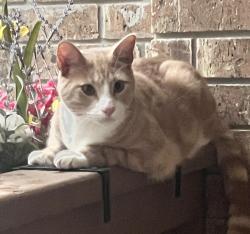 Lost Male Cat last seen The Montessori School, San Antonio, TX 78258