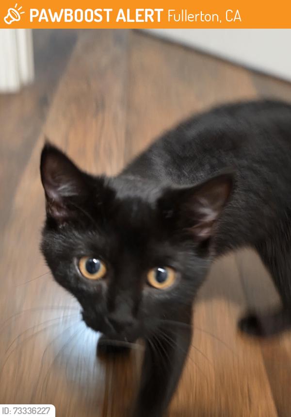 Found/Stray Female Cat last seen Magnolia & commonwealth, Fullerton, CA 92833