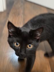 Found/Stray Female Cat last seen Magnolia & commonwealth, Fullerton, CA 92833