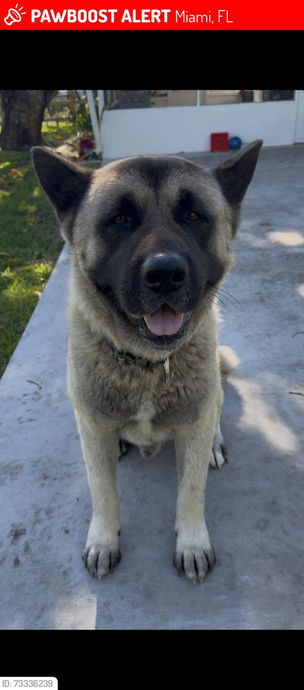 Lost Male Dog last seen Miller drive, Miami, FL 33173