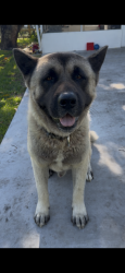 Lost Male Dog last seen Miller drive, Miami, FL 33173