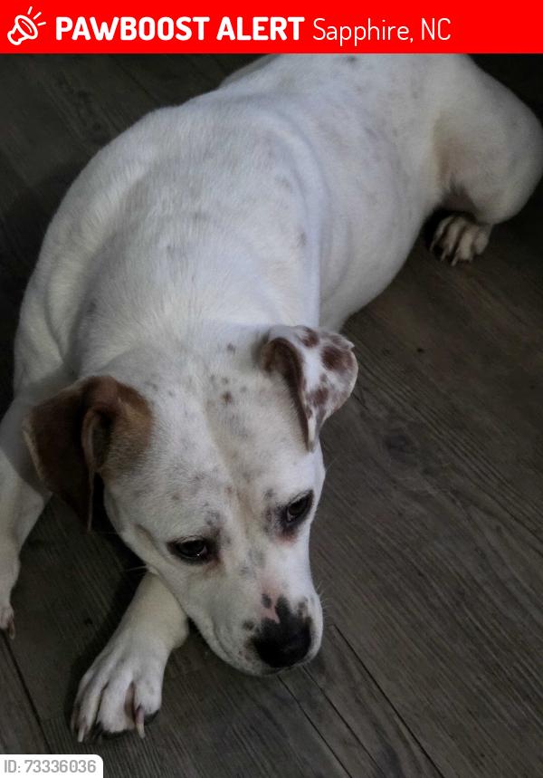 Lost Female Dog last seen Hickory shaft lane between sapphire country store and the motel, Sapphire, NC 28774