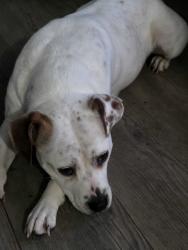 Lost Female Dog last seen Hickory shaft lane between sapphire country store and the motel, Sapphire, NC 28774