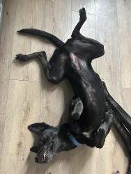 Reunited Female Dog last seen 27th & Jefferson, Philadelphia, PA 19131