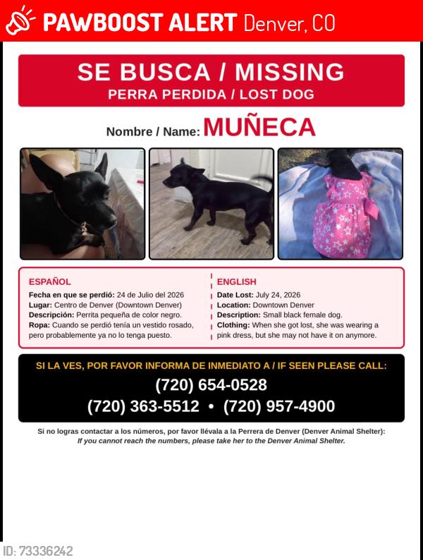 Lost Female Dog last seen Estadio de los broncos se vio por última vez, Denver, CO 80290