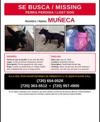 Lost Female Dog last seen Estadio de los broncos se vio por última vez, Denver, CO 80290
