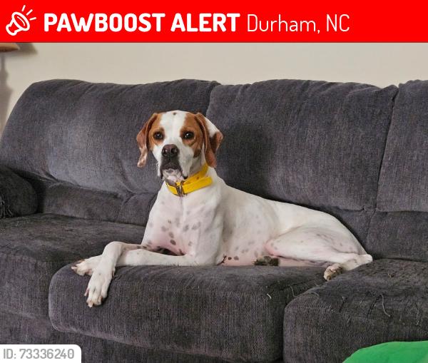 Lost Female Dog last seen Magna Dr and Weather St, Durham, NC 27703