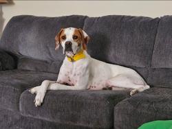 Lost Female Dog last seen Magna Dr and Weather St, Durham, NC 27703