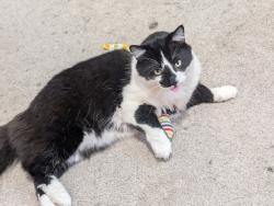 Reunited Male Cat last seen Near Arruza St, San Diego, CA 92154, USA, San Diego, CA 92154
