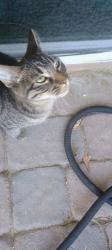 Found/Stray Unknown Cat last seen Boulder Highway and Tropicana, Las Vegas, NV 89122