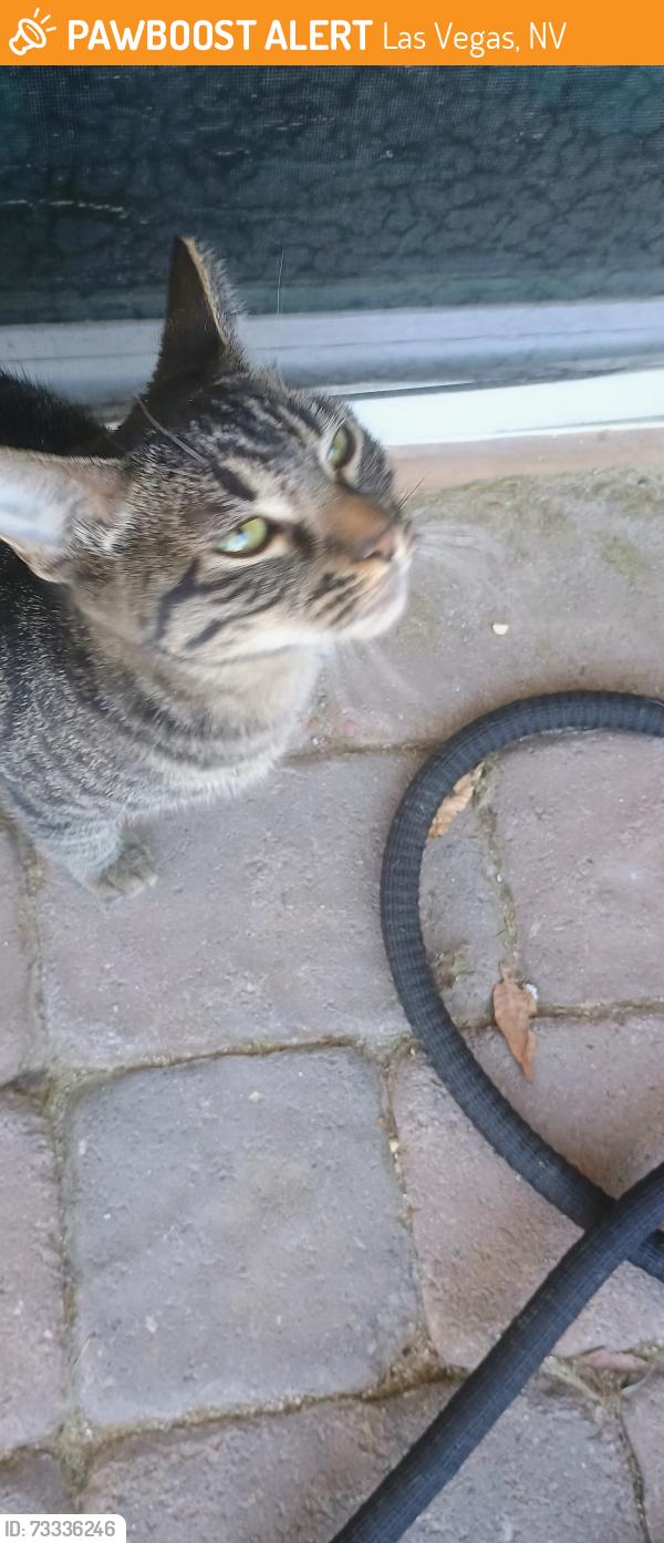 Found/Stray Unknown Cat last seen Boulder Highway and Tropicana, Las Vegas, NV 89122