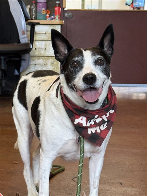Shelter Stray Female Dog last seen Near BLOCK N 42ND ST, 3528 Newburg Rd, Louisville, KY 40218, USA
