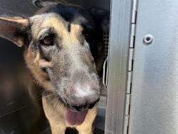 Shelter Stray Male Dog last seen 43RD AVE AND ESTRELLA DR, 2500 S 27th Ave, Phoenix, AZ 85009, USA