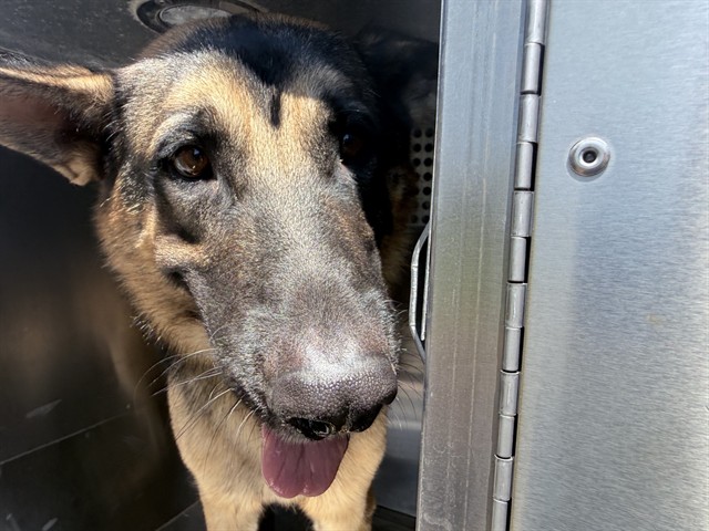 Shelter Stray Male Dog last seen 43RD AVE AND ESTRELLA DR, 2500 S 27th Ave, Phoenix, AZ 85009, USA