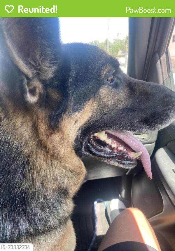 Reunited Male Dog last seen Save Mary on Alpine & Pacific Ave, Stockton, CA 95204