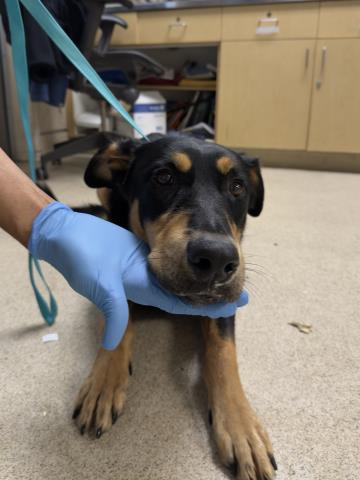Shelter Stray Male Dog last seen RIVERSIDE AVE / CENTRAL AVE, RIVERSIDE, CA 92506, 6851 Van Buren Boulevard, Jurupa Valley, CA 92509, USA