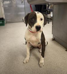 Shelter Stray Female Dog last seen VAN BUREN BLVD/ LINCOLN AVE, RIVERSIDE, 6851 Van Buren Boulevard, Jurupa Valley, CA 92509, USA
