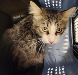 Shelter Stray Male Cat last seen Near BLOCK S JASPER ST, AURORA CO 80013 2427, 2080 S Quebec St, Denver, CO 80231, USA