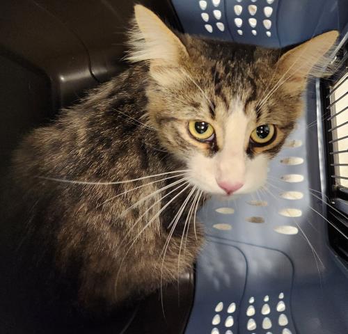 Shelter Stray Male Cat last seen Near BLOCK S JASPER ST, AURORA CO 80013 2427, 2080 S Quebec St, Denver, CO 80231, USA