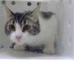 Shelter Stray Male Cat last seen Near BLOCK N DECATUR ST, DENVER CO 80204, 1241 W Bayaud Ave, Denver, CO 80223, USA